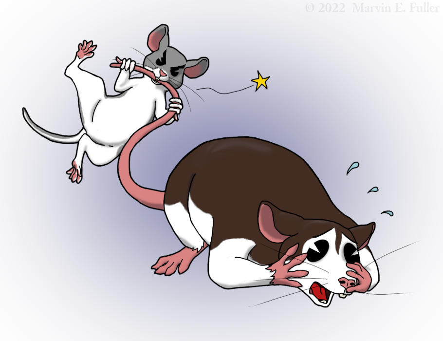 Rodentday - Grasshopper Mouse Noms